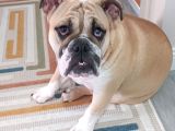 Sahibinden 10 Aylık Dişi İngiliz Bulldog  Acil İstanbul