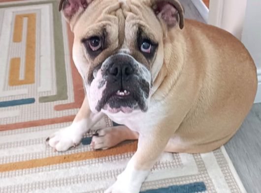 Sahibinden 10 Aylık Dişi İngiliz Bulldog  Acil İstanbul görsel