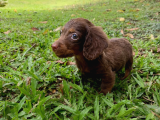 Seçkin Kan Hattın Çikolata Longhair Dachund Yavrular