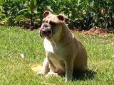 Sahibinden 10 Aylık Dişi İngiliz Bulldog  Acil İstanbul