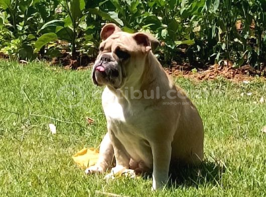 Sahibinden 10 Aylık Dişi İngiliz Bulldog  Acil İstanbul