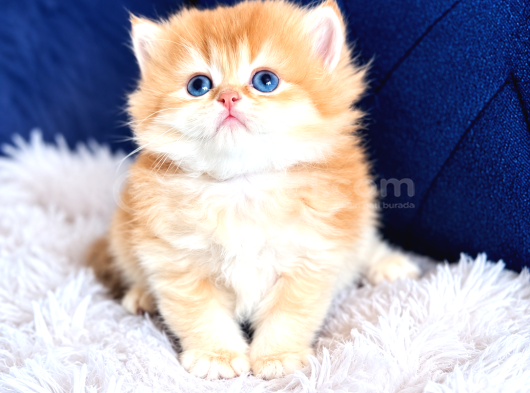 Saf Kan British Shorthair Ve Longhair Golden görsel