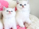 Show Kalite Maviş Ns1133 British Shorthair Bebekleirm