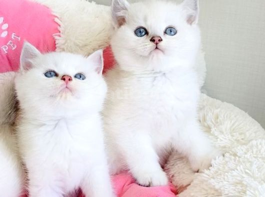 Show Kalite Maviş Ns1133 British Shorthair Bebekleirm