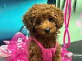 Yavru Poodle