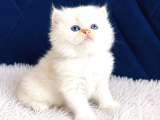 Saf Kan British Shorthair Ve Longhair Golden