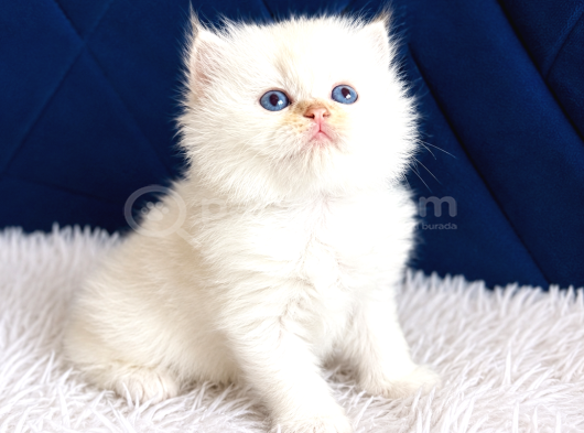 Saf Kan British Shorthair Ve Longhair Golden görsel
