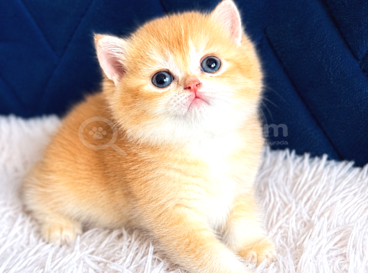 Saf Kan British Shorthair Ve Longhair Golden görsel
