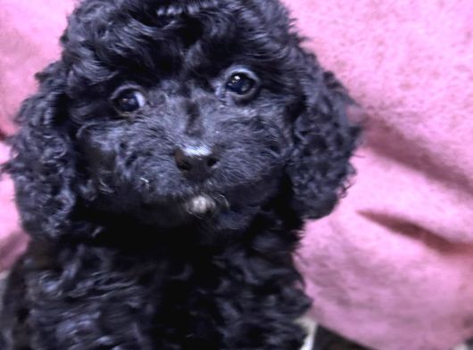 Kore Toy Poodle Yavrular görsel