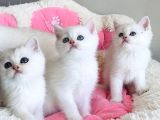 Show Kalite Maviş Ns1133 British Shorthair Bebekleirm