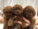 Toy Poodle Sevi̇mli̇ Yavrular Ev Üreti̇mi̇