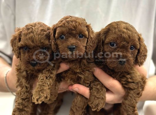 Toy Poodle Sevi̇mli̇ Yavrular Ev Üreti̇mi̇