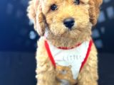 Malti̇poo Ci̇nsi̇ Yavrular Ev Üreti̇mi̇