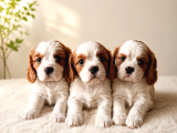Ev Ortamında Cavalier King Charles Yavrular