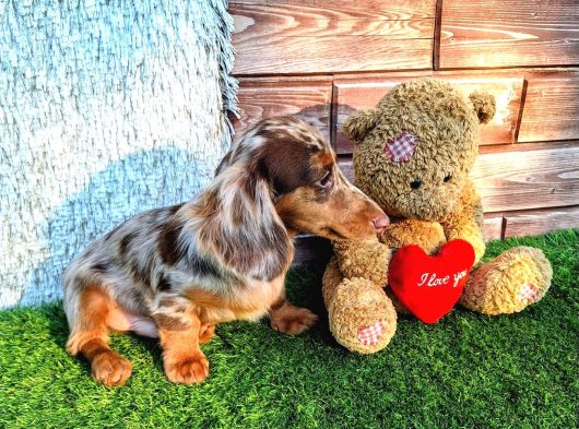 Long Hair Dachshund görsel