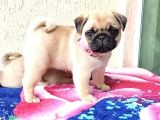 Mops Pug Ci̇nsi̇ Yavrular