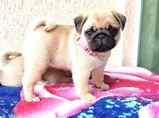 Mops Pug Ci̇nsi̇ Yavrular görsel