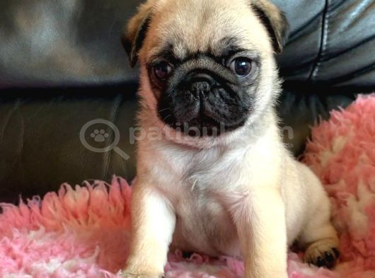 Pug Mops Yavrular Ev Üreti̇mi̇ görsel