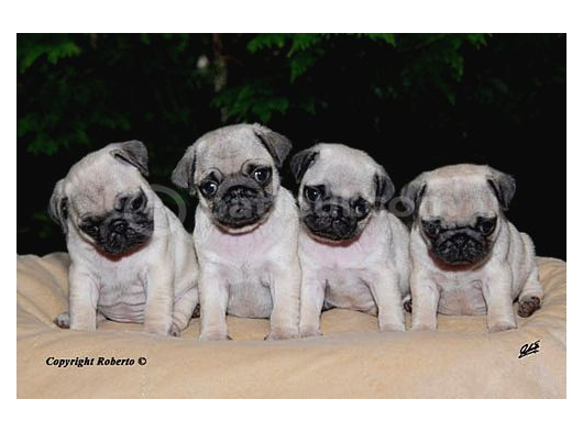 Pug Mops Yavrular Ev Üreti̇mi̇ görsel