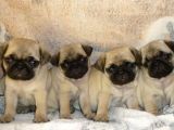 Pug Mops Yavrular Ev Üreti̇mi̇