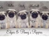Pug Mops Yavrular Ev Üreti̇mi̇