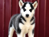 Harika Sibirya Kurdu - Husky