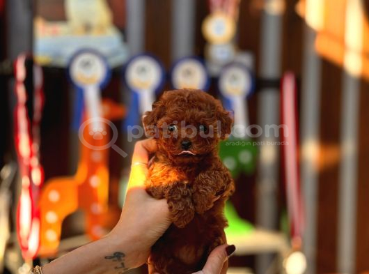A Kalite Poodle Kore Teacup Yavrularımız görsel