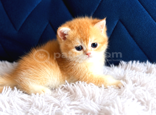 Saf Kan British Shorthair Ve Longhair Golden görsel