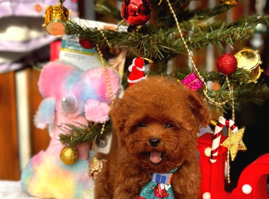 A Kalite Poodle Kore Teacup Yavrularımız görsel