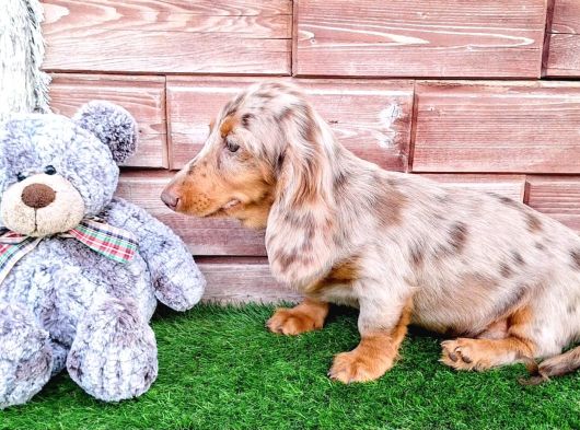 Long Hair Dachshund görsel