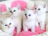 Show Kalite Maviş Ns1133 British Shorthair Bebekleirm