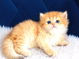Saf Kan British Shorthair Ve Longhair Golden