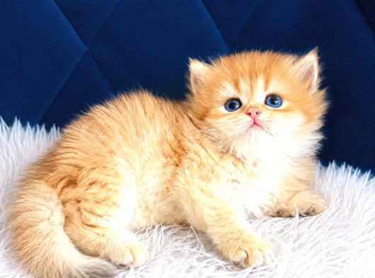 Saf Kan British Shorthair Ve Longhair Golden görsel