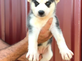 Harika Sibirya Kurdu - Husky