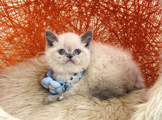 Safkan British Shorthair Blue Point Yavru görsel