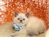 Safkan British Shorthair Blue Point Yavru