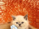 Safkan British Shorthair Blue Point Yavru