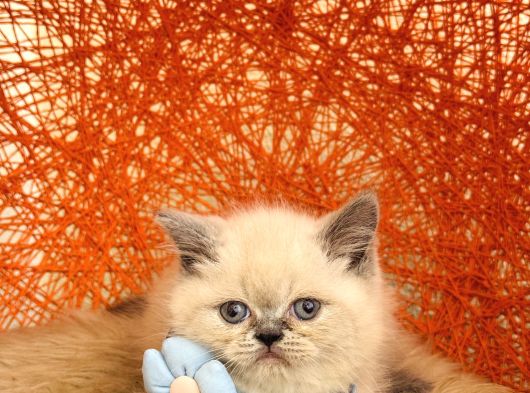 Safkan British Shorthair Blue Point Yavru görsel