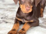 Asaleti̇n Tek Adresi̇ Kizil Doberman