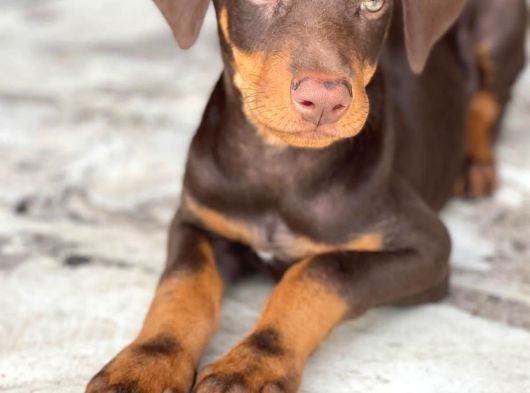 Asaleti̇n Tek Adresi̇ Kizil Doberman