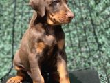 Asaleti̇n Tek Adresi̇ Kizil Doberman
