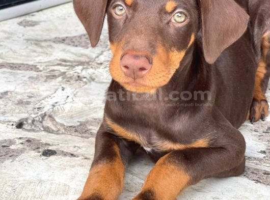 Asaleti̇n Tek Adresi̇ Kizil Doberman görsel