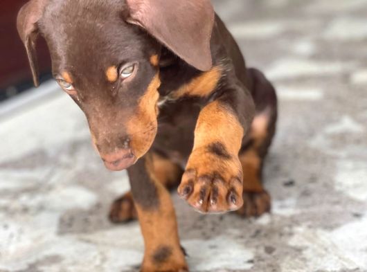 Asaleti̇n Tek Adresi̇ Kizil Doberman görsel