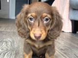 Seçkin Kan Hattın Çikolata Longhair Dachund Yavrular