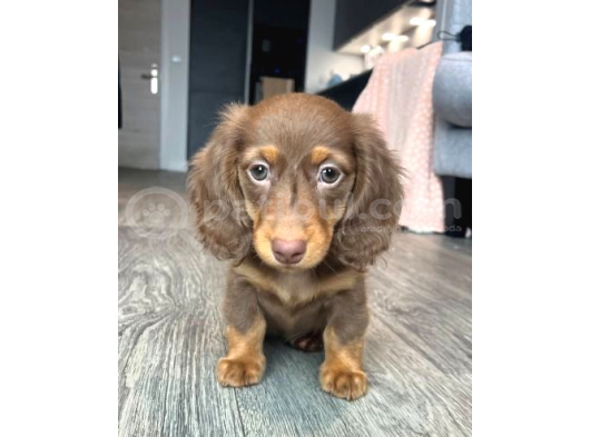 Seçkin Kan Hattın Çikolata Longhair Dachund Yavrular görsel