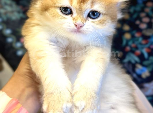 Brıtısh Longhaır Golden görsel