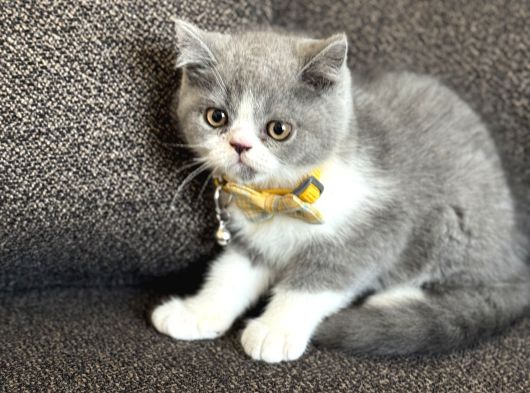 Özel Renk British Shorthair Bicolor