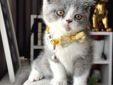 Özel Renk British Shorthair Bicolor