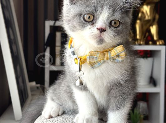 Özel Renk British Shorthair Bicolor görsel