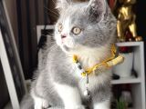 Özel Renk British Shorthair Bicolor
